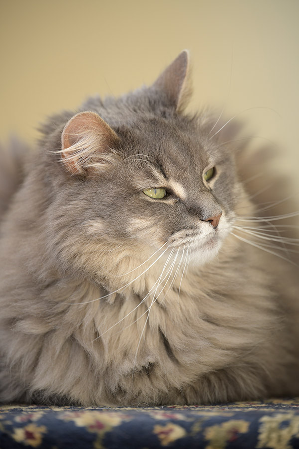 Nikon 180-400mm f/4E TC1.4 FL ED VR AF-S Nikkor Review: Field Test -- Gallery Image