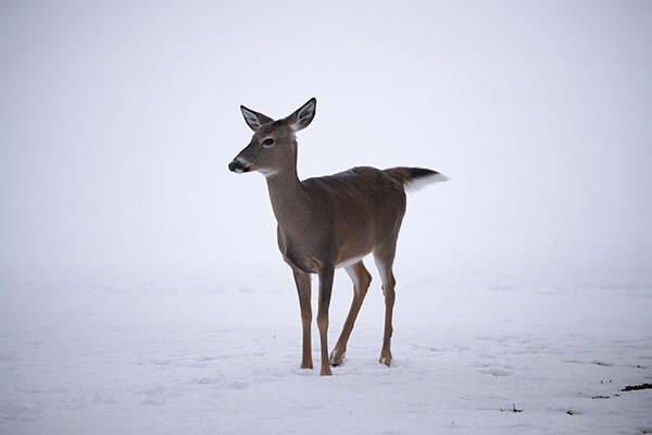 Nikon 180-400mm f/4E TC1.4 FL ED VR AF-S Nikkor Review: Field Test -- Gallery Image