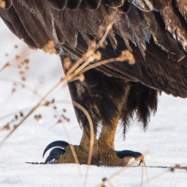 Nikon 180-400mm f/4E TC1.4 FL ED VR AF-S Nikkor Review: Field Test -- Gallery Image