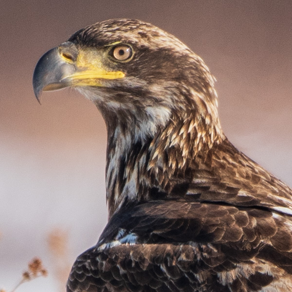 Nikon 180-400mm f/4E TC1.4 FL ED VR AF-S Nikkor Review: Field Test -- Gallery Image