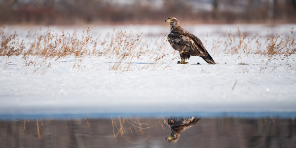 Nikon 180-400mm f/4E TC1.4 FL ED VR AF-S Nikkor Review: Field Test -- Gallery Image