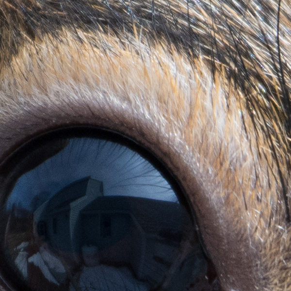 Nikon 180-400mm f/4E TC1.4 FL ED VR AF-S Nikkor Review: Field Test -- Gallery Image