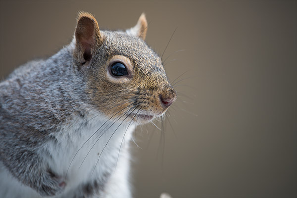 Nikon 180-400mm f/4E TC1.4 FL ED VR AF-S Nikkor Review: Field Test -- Gallery Image