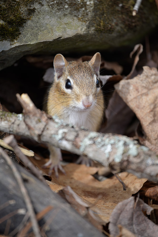 Nikon 180-400mm f/4E TC1.4 FL ED VR AF-S Nikkor Review: Field Test -- Gallery Image