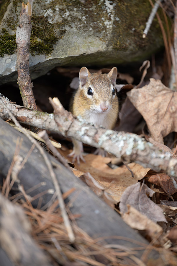 Nikon 180-400mm f/4E TC1.4 FL ED VR AF-S Nikkor Review: Field Test -- Gallery Image