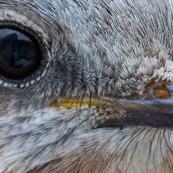 Nikon 180-400mm f/4E TC1.4 FL ED VR AF-S Nikkor Review: Field Test -- Gallery Image