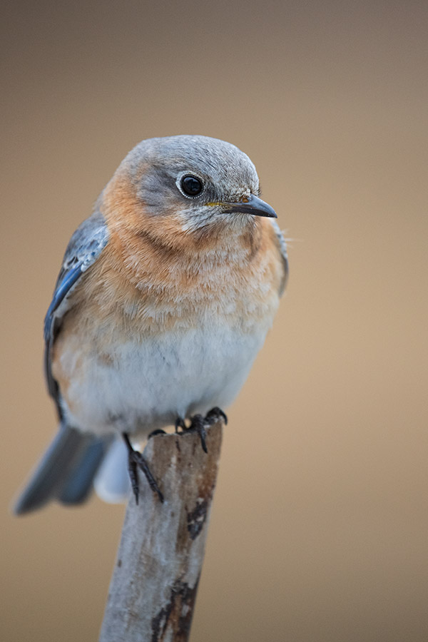 Nikon 180-400mm f/4E TC1.4 FL ED VR AF-S Nikkor Review: Field Test -- Gallery Image