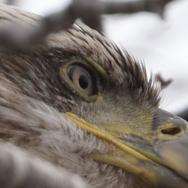 Nikon 180-400mm f/4E TC1.4 FL ED VR AF-S Nikkor Review: Field Test -- Gallery Image