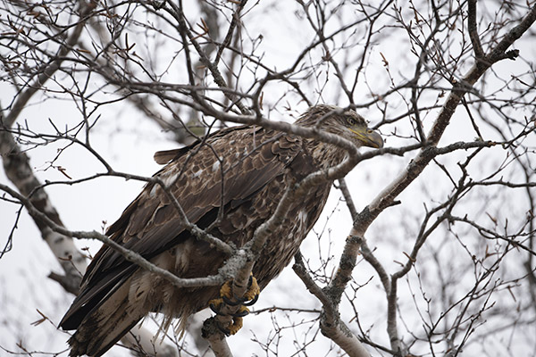 Nikon 180-400mm f/4E TC1.4 FL ED VR AF-S Nikkor Review: Field Test -- Gallery Image