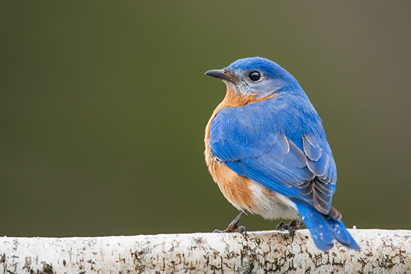 Nikon 180-400mm f/4E TC1.4 FL ED VR AF-S Nikkor Review: Field Test -- Gallery Image