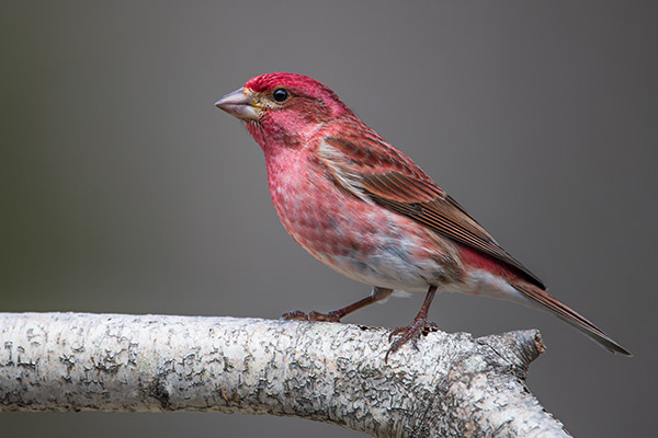 Nikon 180-400mm f/4E TC1.4 FL ED VR AF-S Nikkor Review: Field Test -- Gallery Image