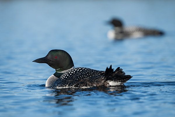 Nikon 180-400mm f/4E TC1.4 FL ED VR AF-S Nikkor Review: Field Test -- Gallery Image