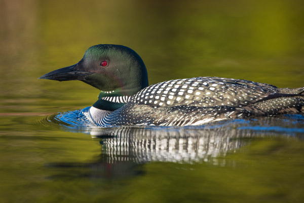 Nikon 180-400mm f/4E TC1.4 FL ED VR AF-S Nikkor Review: Field Test -- Gallery Image