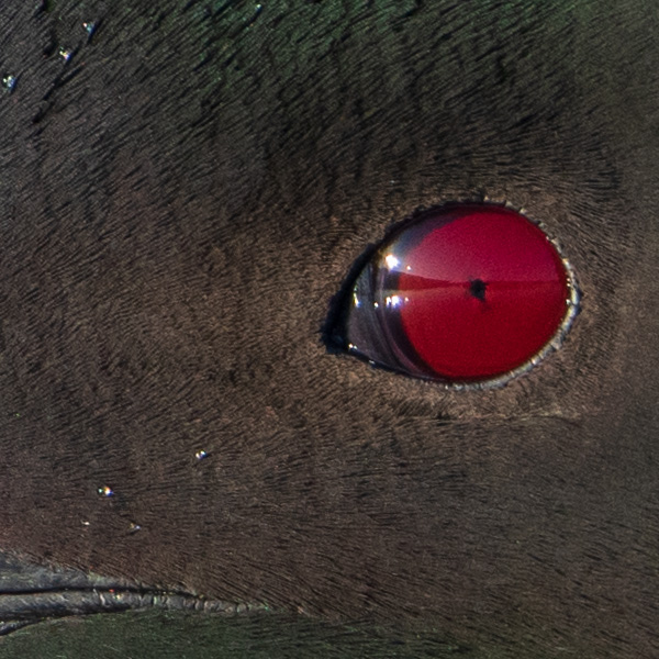 Nikon 180-400mm f/4E TC1.4 FL ED VR AF-S Nikkor Review: Field Test -- Gallery Image