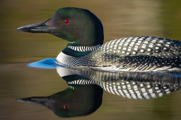 Nikon 180-400mm f/4E TC1.4 FL ED VR AF-S Nikkor Review: Field Test -- Gallery Image