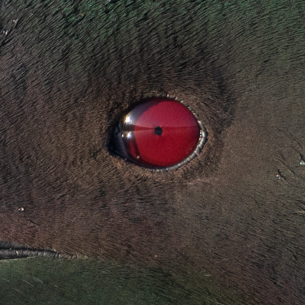 Nikon 180-400mm f/4E TC1.4 FL ED VR AF-S Nikkor Review: Field Test -- Gallery Image