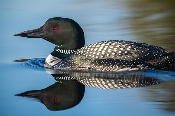 Nikon 180-400mm f/4E TC1.4 FL ED VR AF-S Nikkor Review: Field Test -- Gallery Image