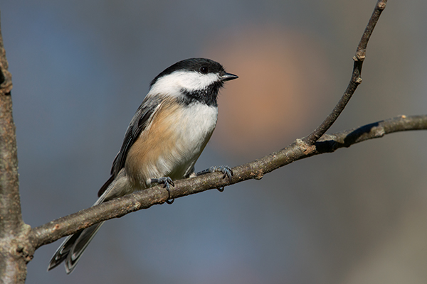 Nikon 200-500mm f/5.6 E VR Review -- Sample Image