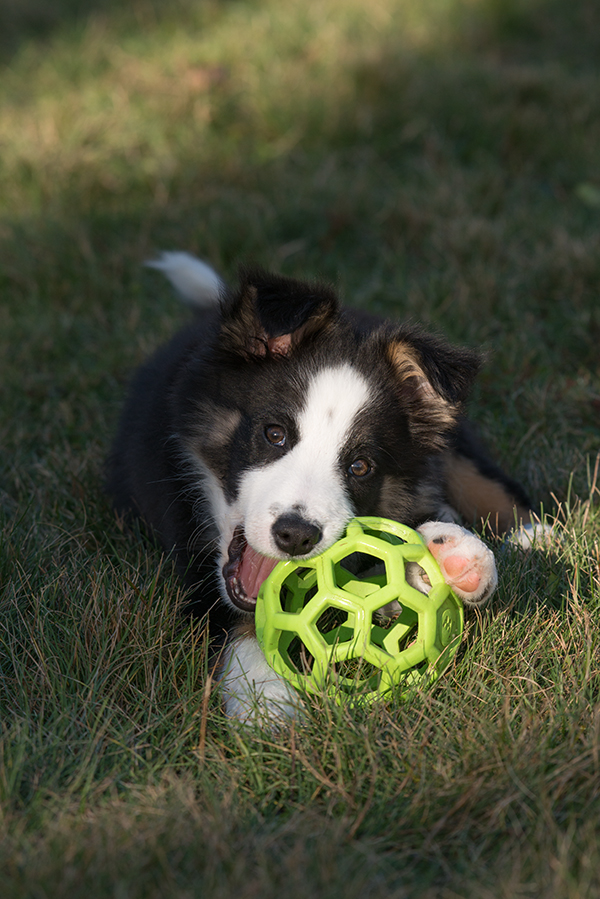 Nikon 200-500mm f/5.6 E VR Review -- Sample Image