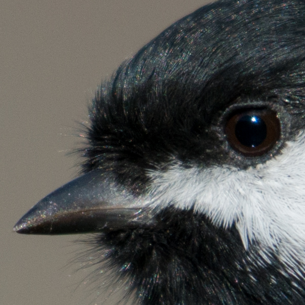 Nikon 200-500mm f/5.6 E VR Review -- Sample Image