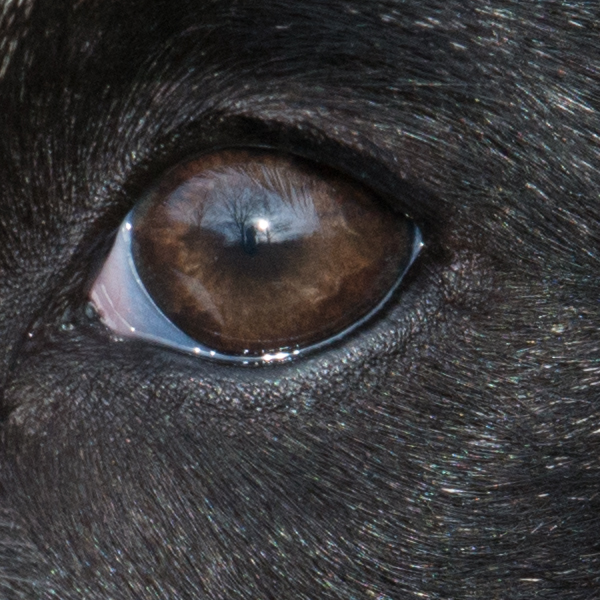 Nikon 200-500mm f/5.6 E VR Review -- Sample Image