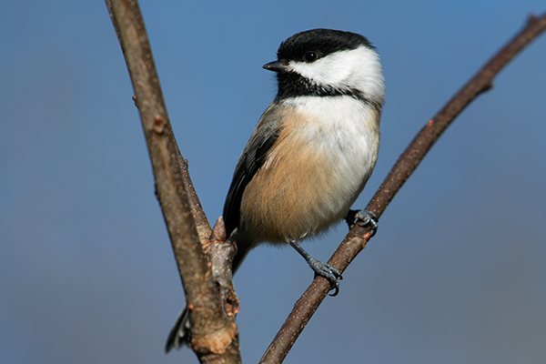 Nikon 200-500mm f/5.6 E VR Review -- Sample Image