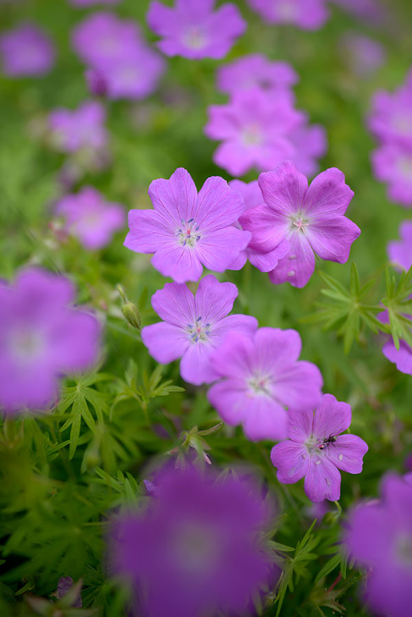 Nikon 28mm f/1.4E ED AF-S Review: Field Test -- Gallery Image