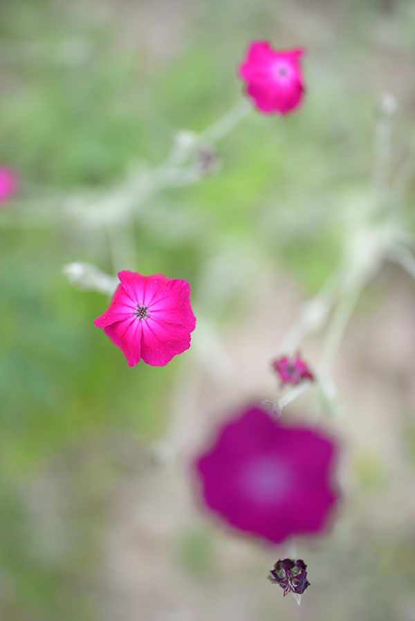 Nikon 28mm f/1.4E ED AF-S Review: Field Test -- Gallery Image