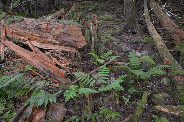 Nikon 28mm f/1.4E ED AF-S Review: Field Test -- Gallery Image