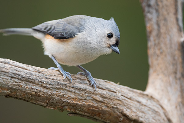 Nikon 500mm f/5.6E PF ED AF-S VR Nikkor Review: Field Test -- Gallery Image