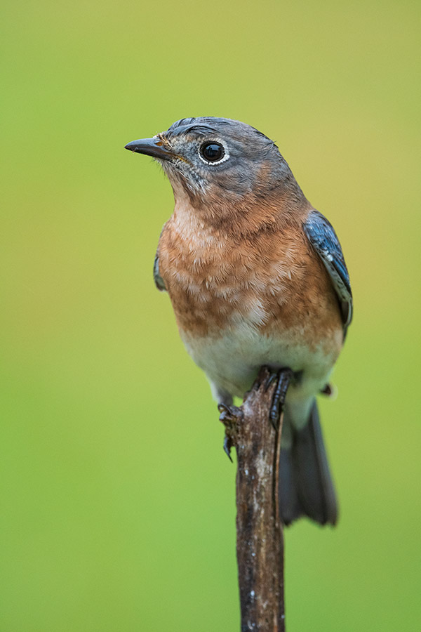 Nikon 500mm f/5.6E PF ED AF-S VR Nikkor Review: Field Test -- Gallery Image