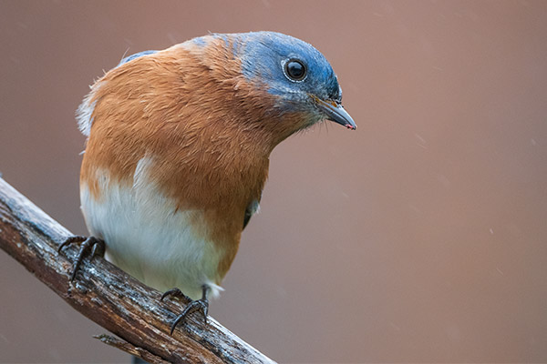 Nikon 500mm f/5.6E PF ED AF-S VR Nikkor Review: Field Test -- Gallery Image