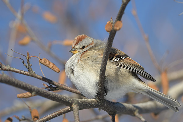 Nikon 500mm f/5.6E PF ED AF-S VR Nikkor Review: Field Test -- Gallery Image