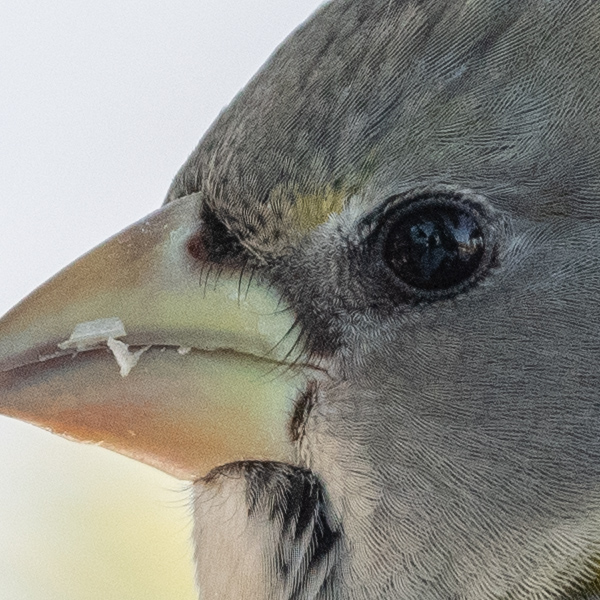 Nikon 500mm f/5.6E PF ED AF-S VR Nikkor Review: Field Test -- Gallery Image