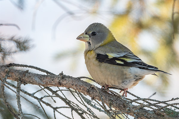 Nikon 500mm f/5.6E PF ED AF-S VR Nikkor Review: Field Test -- Gallery Image