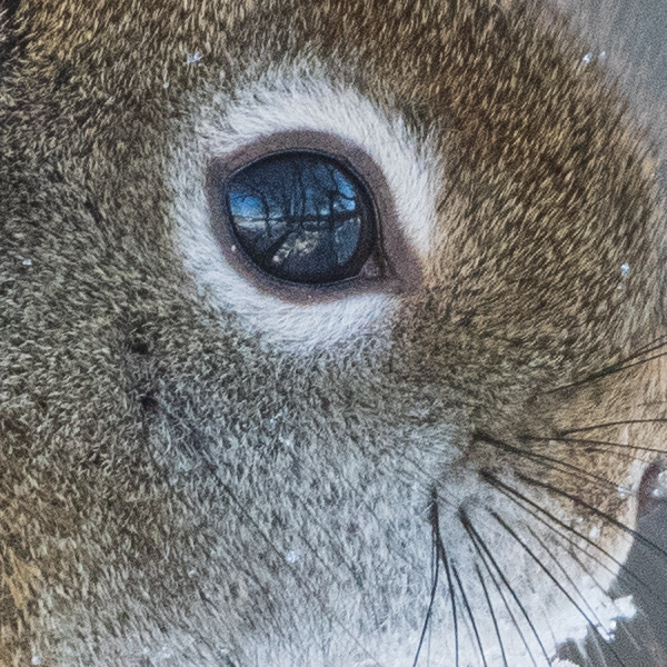 Nikon 500mm f/5.6E PF ED AF-S VR Nikkor Review: Field Test -- Gallery Image