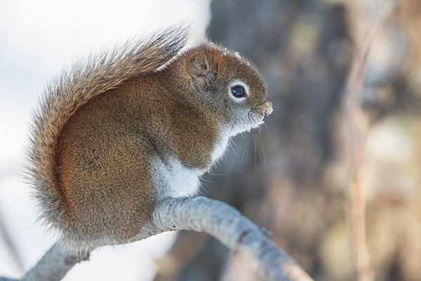 Nikon 500mm f/5.6E PF ED AF-S VR Nikkor Review: Field Test -- Gallery Image