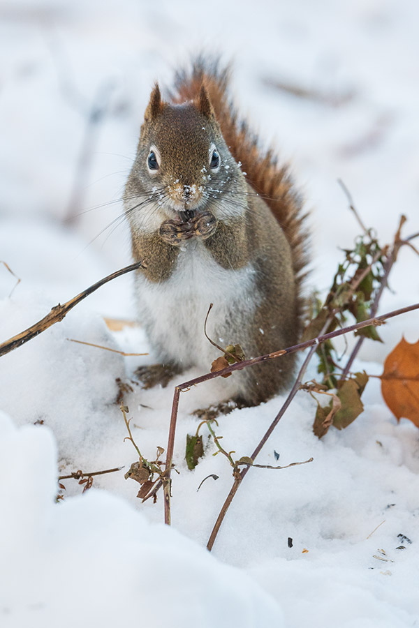 Nikon 500mm f/5.6E PF ED AF-S VR Nikkor Review: Field Test -- Gallery Image