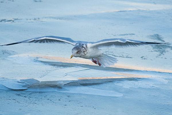 Nikon 500mm f/5.6E PF ED AF-S VR Nikkor Review: Field Test -- Gallery Image