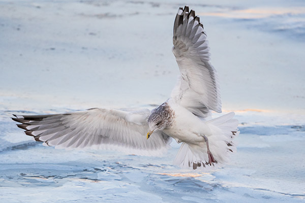 Nikon 500mm f/5.6E PF ED AF-S VR Nikkor Review: Field Test -- Gallery Image