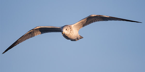 Nikon 500mm f/5.6E PF ED AF-S VR Nikkor Review: Field Test -- Gallery Image