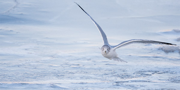 Nikon 500mm f/5.6E PF ED AF-S VR Nikkor Review: Field Test -- Gallery Image