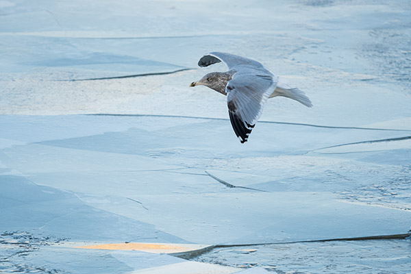 Nikon 500mm f/5.6E PF ED AF-S VR Nikkor Review: Field Test -- Gallery Image