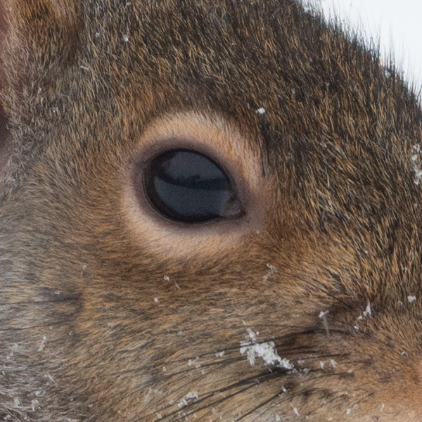 Nikon 500mm f/5.6E PF ED AF-S VR Nikkor Review: Field Test -- Gallery Image