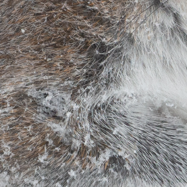 Nikon 500mm f/5.6E PF ED AF-S VR Nikkor Review: Field Test -- Gallery Image