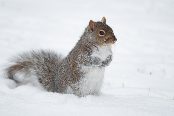 Nikon 500mm f/5.6E PF ED AF-S VR Nikkor Review: Field Test -- Gallery Image