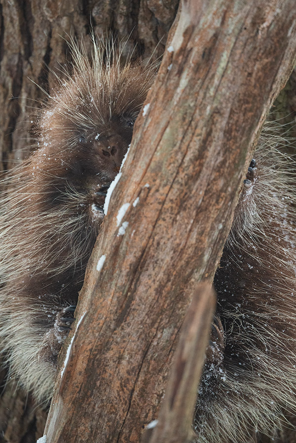 Nikon 500mm f/5.6E PF ED AF-S VR Nikkor Review: Field Test -- Gallery Image