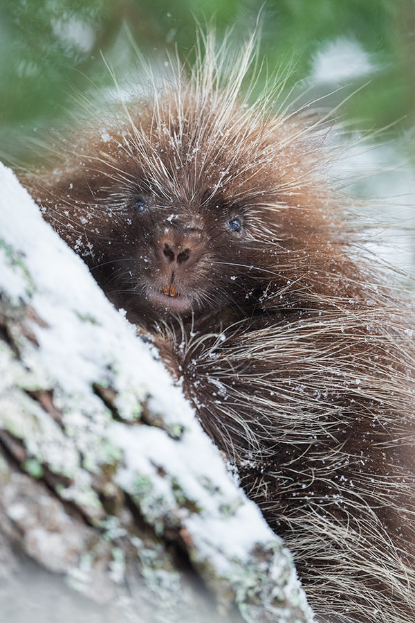 Nikon 500mm f/5.6E PF ED AF-S VR Nikkor Review: Field Test -- Gallery Image