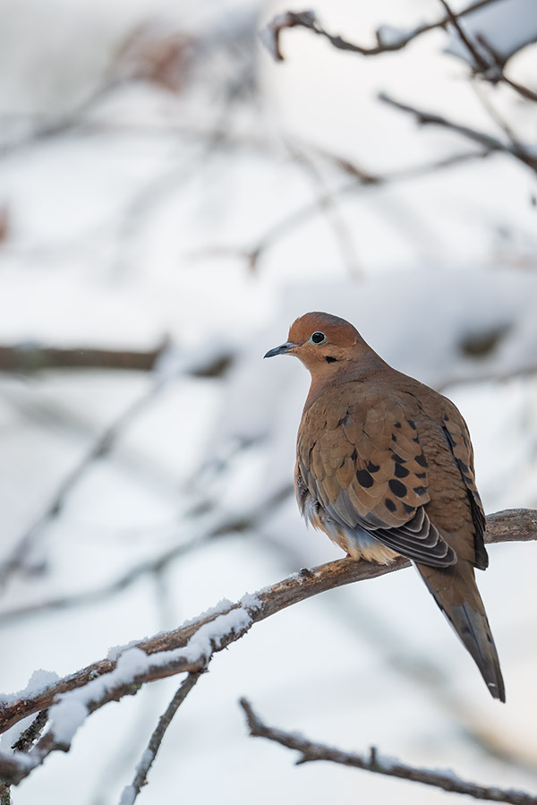 Nikon 500mm f/5.6E PF ED AF-S VR Nikkor Review: Field Test -- Gallery Image