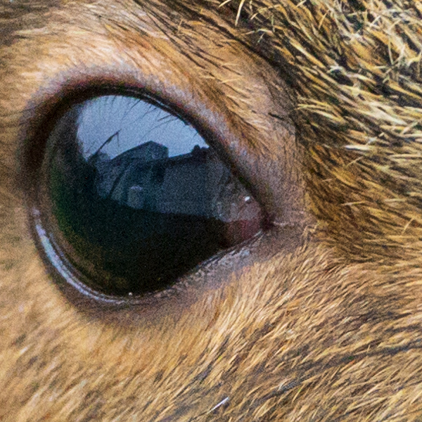 Nikon 500mm f/5.6E PF ED AF-S VR Nikkor Review: Field Test -- Gallery Image